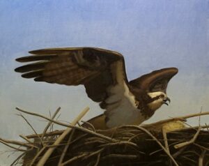 A hawk about to fly out of its nest