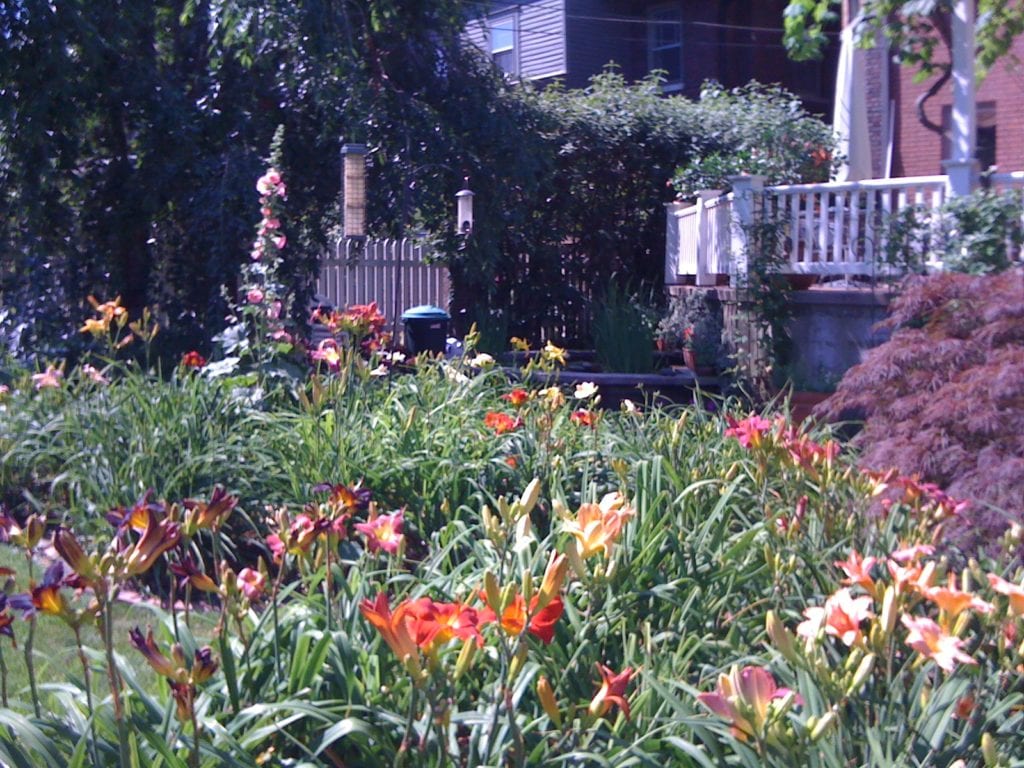 my garden in late June