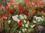 Red Tulips and Oriole by Kathy Anderson OPA