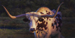 Golden Light Longhorn by William A SuysJr OPA