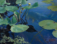 Spatterdock and the Alien by John Buxton