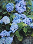 Hydrangeas by Lani Browning