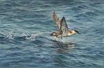 Acceleration, Greater Shearwater by Patricia Rice