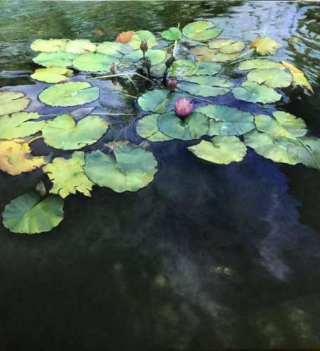 Water Lilies by Naomi Shachar  OPA